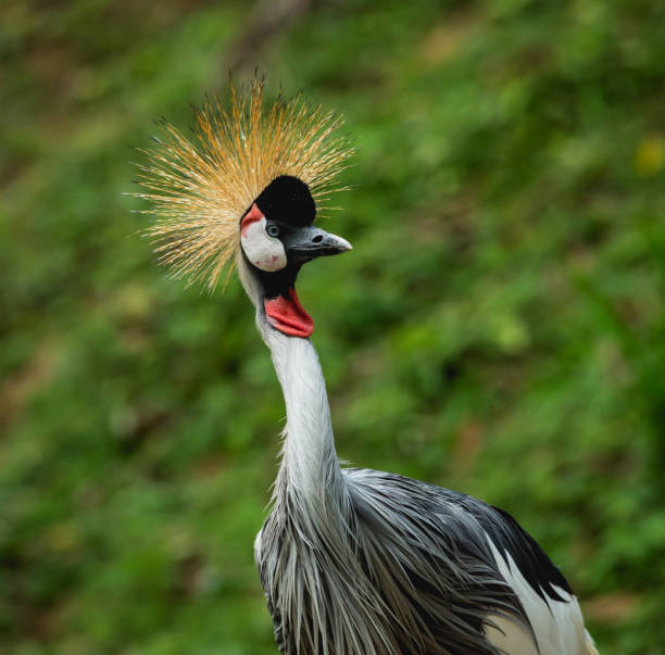 istock Beautiful birds at tropical zoo. Natural background 1218309434