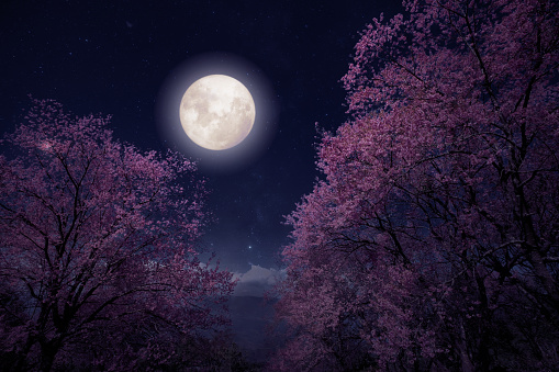 Romantic night scene - Beautiful cherry blossom (sakura flowers) in night skies with full moon. fantasy style artwork with vintage color tone.