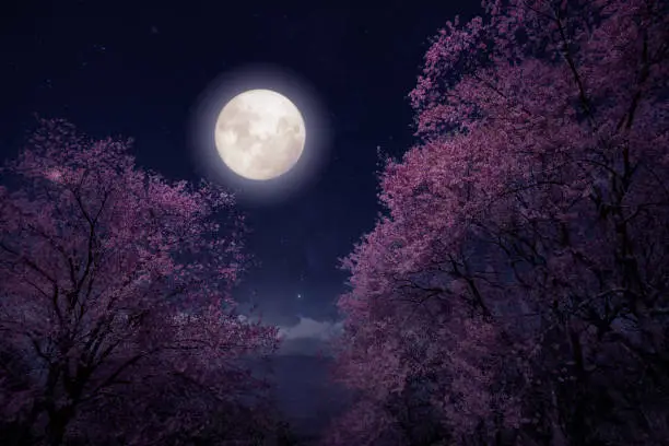 Photo of Beautiful cherry blossom (sakura flowers) in night skies with full moon