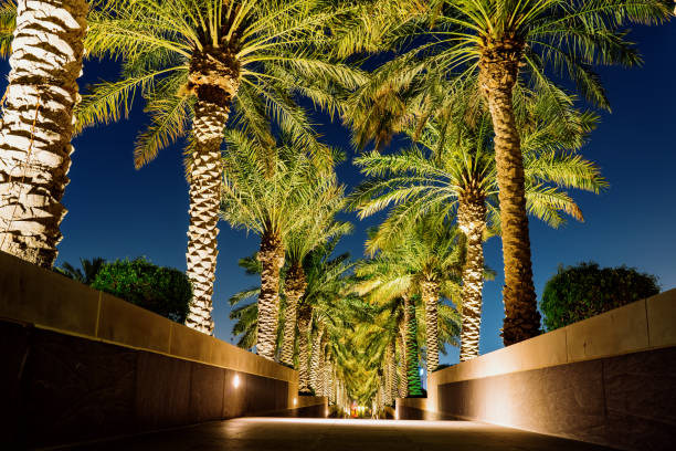 istock A long passage decorated with many tropical palm trees illuminated at nighttime. 1218315266
