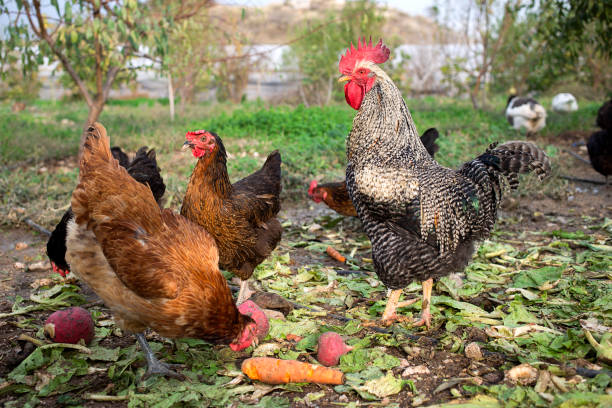 istock Healthy rooster in te organic garden. 1218315930