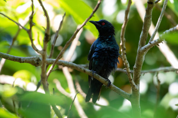 istock Asian Glossy Starling male 1218316892