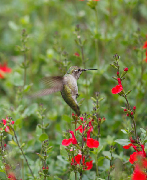 istock An Anna's Hummingbird Feeding on a Salvia Flowers 1218316992