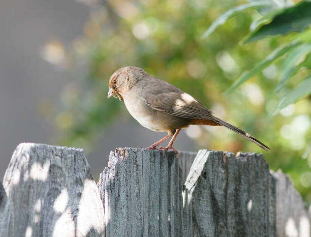 An image of a California Towhee holding a bug in its beak while perched on a fence.