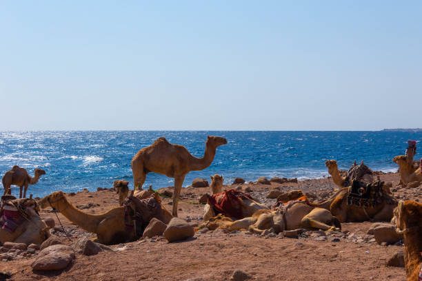 istock Camels on the beach yellow sand and blue sky 1218317305