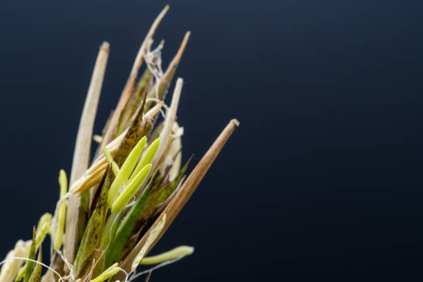 A rare bamboo flower that blooms once every 120 years