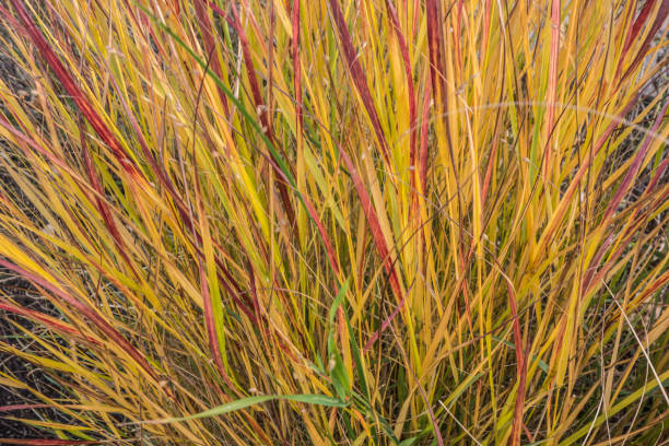 Grass Red Pictures | Download Free Images on Unsplash