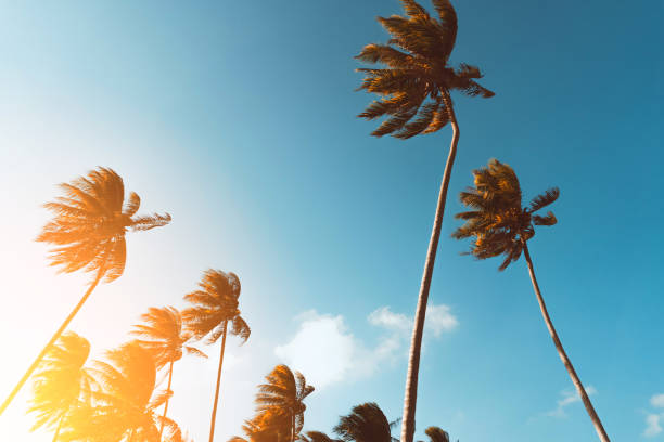 istock Copy space of silhouette tropical palm tree with sun light on sunset sky and cloud abstract background. 1218318564
