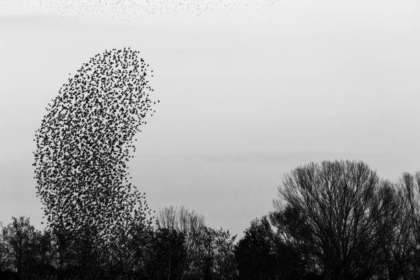 istock Flock of birds making a beautiful shape in the sky, above some trees 1218320232