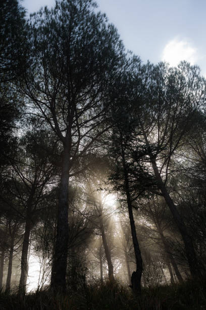 istock Sunrays cutting through the mist in the woods 1218320238