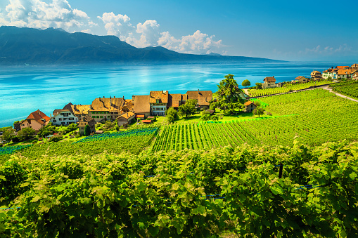 Green vineyards in Lavaux region near Rivaz village, Vaud, Switzerland