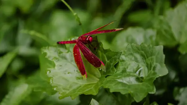 Photo of Red dragonfly on a leaf on a natural background in a Balinese forest