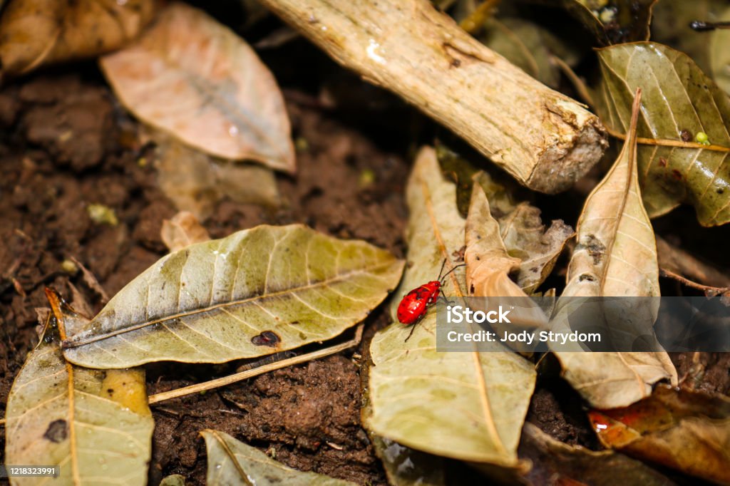 Red Insect During Rains Red Bug Stock Photo - Download Image Now - Autumn, Autumn Leaf Color ...