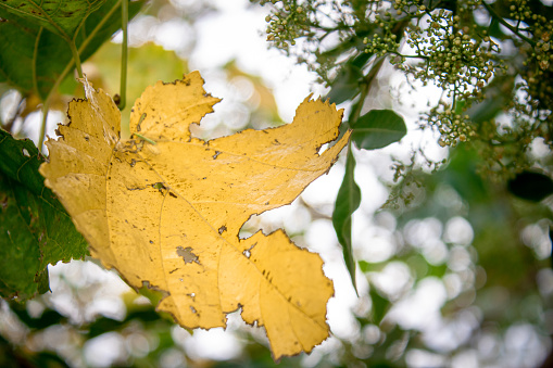 A Yellow oak leaf still on tree in early Autumn