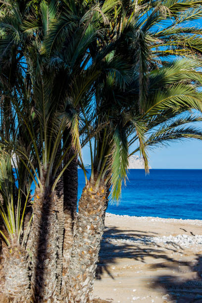 istock palm tree, exotic southern plant that grows in Spanish resort in park 1218325781