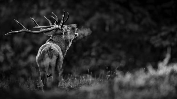 schwarz-weiß-porträt von rotwildmännchen (cervus elaphus) - forest deer stag male animal stock-fotos und bilder