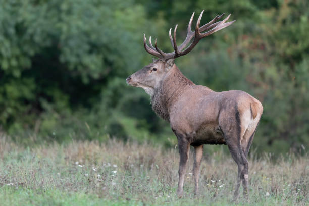 istock Red deer male isolated at twilight (Cervus elaphus) 1218325869