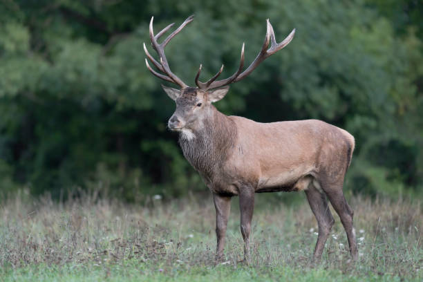 istock Red deer male isolated at twilight (Cervus elaphus) 1218325872