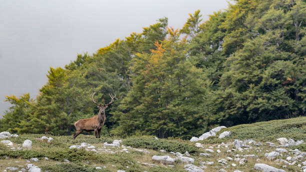 a wonderful male at the edge of the woodland in autumn season