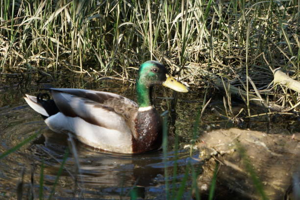 Wet Mallard Shine