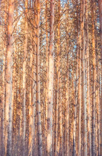 Pine-trees trunks lighting by sunlight