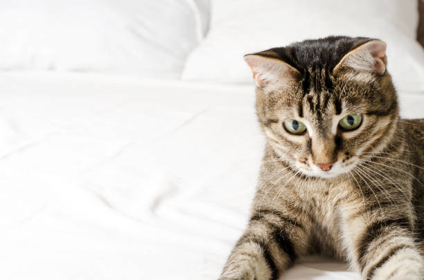 istock The striped cute cat lies on a white surface and stretched its paws forward. Horizontal image. 1218331666