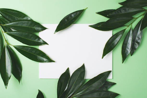 istock Natural organic leaves mock up frame with white blank on green mint background 1218331763