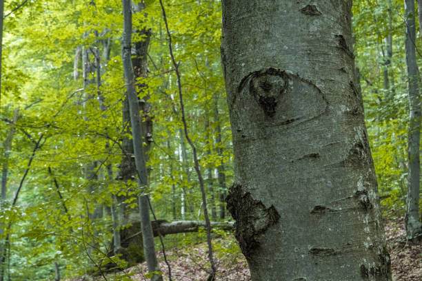 istock Figures in bark, Bieszczady region, Poland. 1218333447