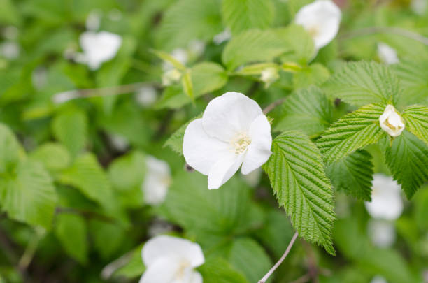 istock White Rhodotypos flowers in bloom 1218334406