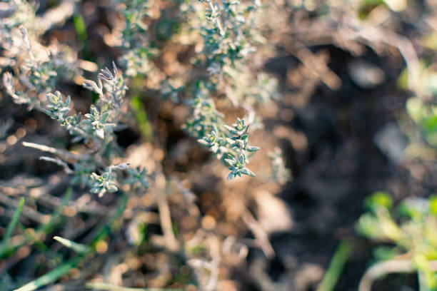 A low-growing aromatic shrub or semi-shrub of thyme or thyme. Beautiful photo of small leaves at sunset. Useful herb used in folk medicine and for giving flavor un arbusto aromático de bajo crecimiento o semi-shrub de tomillo o tomillo. hermosa foto de hojas pequeñas al atardecer. un arbusto aromático de bajo crecimiento o semi-shrub de tomillo o tomillo. hermosa foto de hojas pequeñas al atardecer.