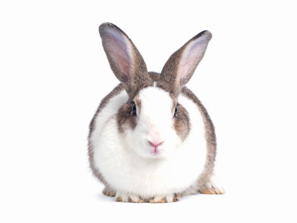 istock Lovely white and brown rabbit sitting isolated on white background. 1218334762