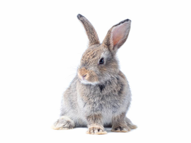 lapin gris adorable de chéri s’asseyant isolement sur le fond blanc. belle action du jeune lapin. - rabbit hairy gray animal photos et images de collection