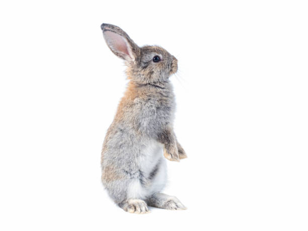 istock Gray cute rabbit standing on white background. Lovely action of young rabbit. 1218334770