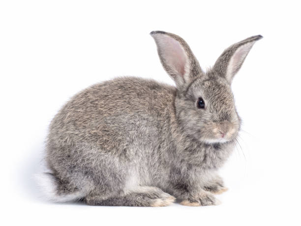 istock Gray cute rabbit sitting isolated on white background. 1218334771