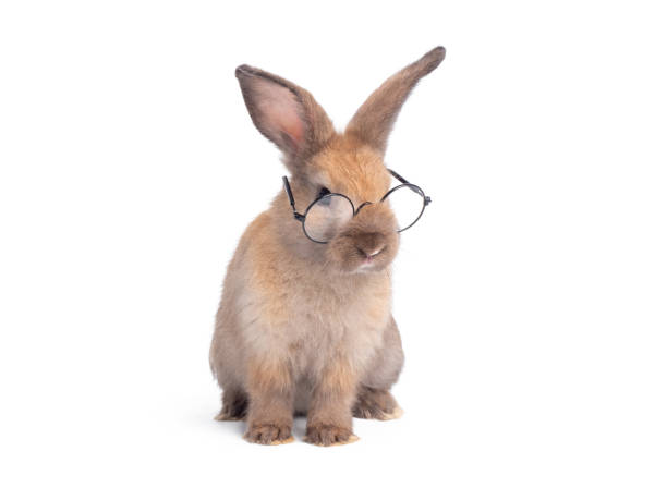 istock Brown cute rabbit wearing eyeglasses isolated on white background. 1218334779