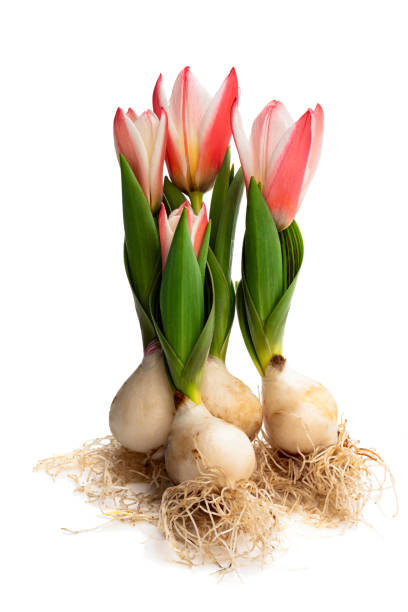Grupo De Tulipanes Enanos Rosados Con Flores Y Raíces Aisladas En Blanco Foto de stock y más banco de imágenes de Agricultura - iStock Grupo De Tulipanes Enanos Rosados Con Flores Y Raíces Aisladas En Blanco Foto de stock y más banco de imágenes de Agricultura - iStock