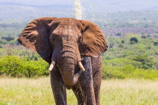 In the African Savannah, elephants love swimming and playing games in the water.