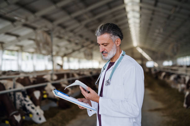 istock Man veterinary doctor working on diary farm, agriculture industry. 1218340291