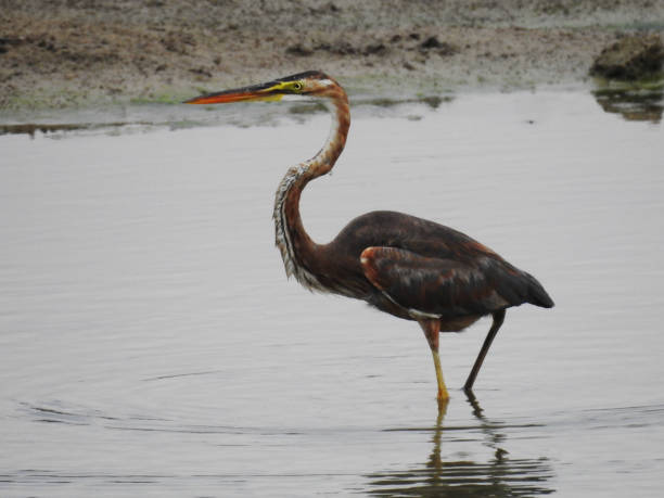 istock Purple Heron in Pond 1218340390