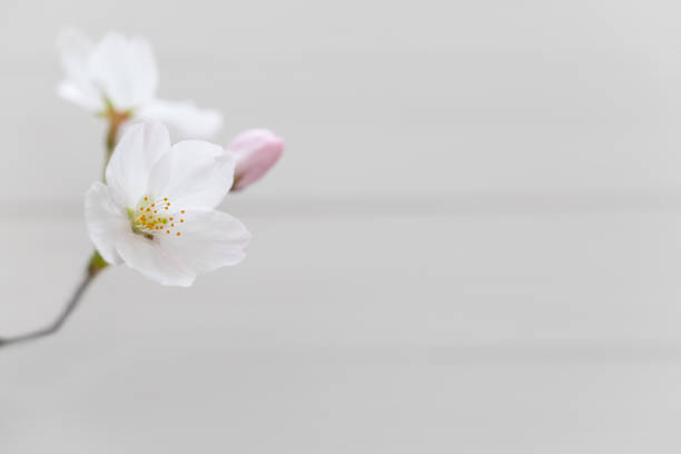 Japanese spring image