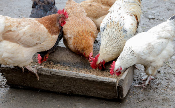 istock A group of free range chickens eating outside on a farm 1218341740