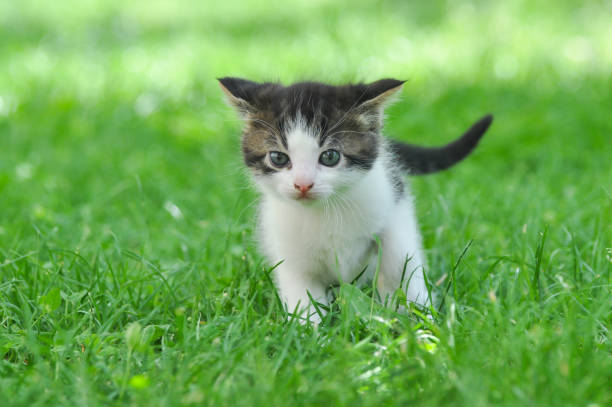istock Adorable little kitten outdoor 1218341875