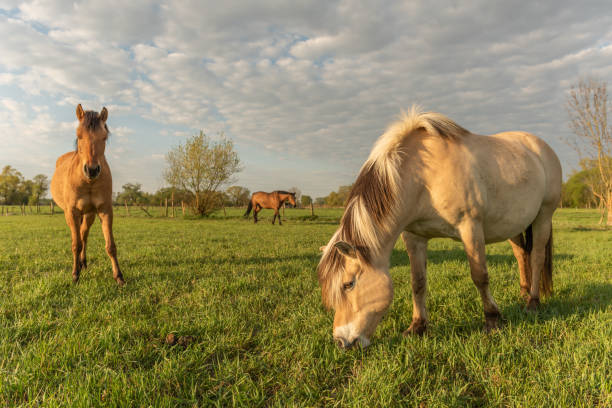istock Horses in a meadow in spring 1218342459