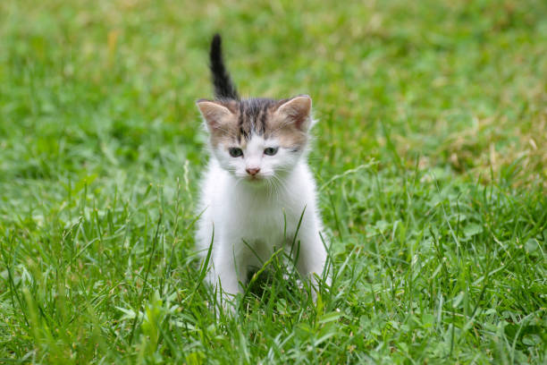 istock Adorable little kitten outdoor 1218342536