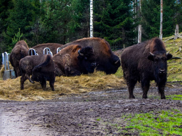 istock Wildlife parks in Makaryd, Sweden 1218342958