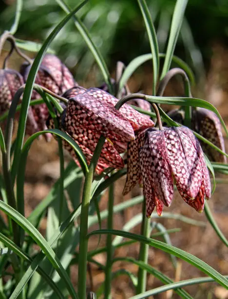 Photo of The checkerboard Fritillaria, Fritillaria meleagris. Group of flowers with a checkerboard raspberry color