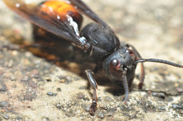 istock black-winged wasp dark brown round eyes brown round head with two antennas perched on green leaves 1218344665
