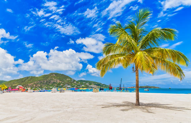 istock Palm Tree on St Martin Beach in Philipsburg 1218346864