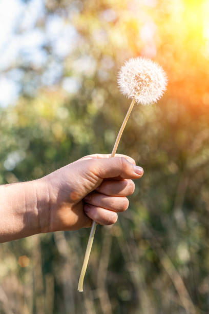 istock Girl's hand holding dandelion on blurred background 1218346889