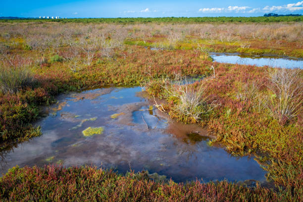 istock Australian coastal wetlands landscape 1218347075
